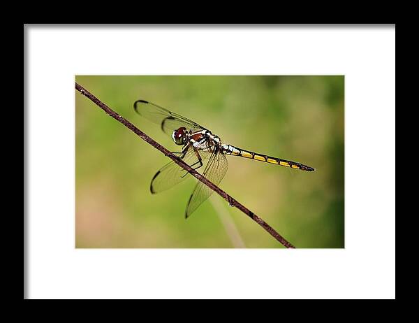 Dragonfly Framed Print featuring the photograph Dragonfly by Alexander Spahn
