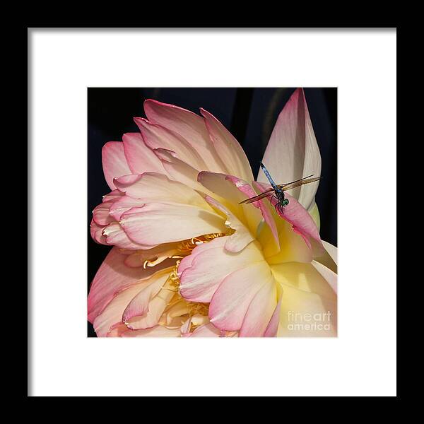 Dragonfly On Lotus Framed Print featuring the photograph Dragonfly And Lotus by Byron Varvarigos