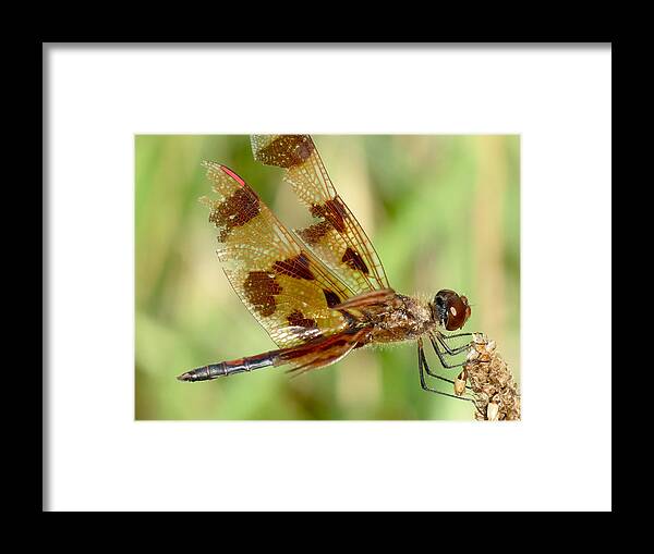 Dragonfly Framed Print featuring the photograph Dragonfly by Azthet Photography