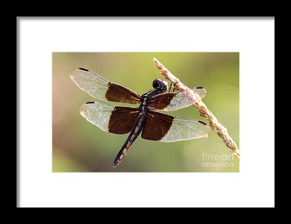 Dragonfly Framed Print featuring the photograph Dragonfly Closeup by Kathy White