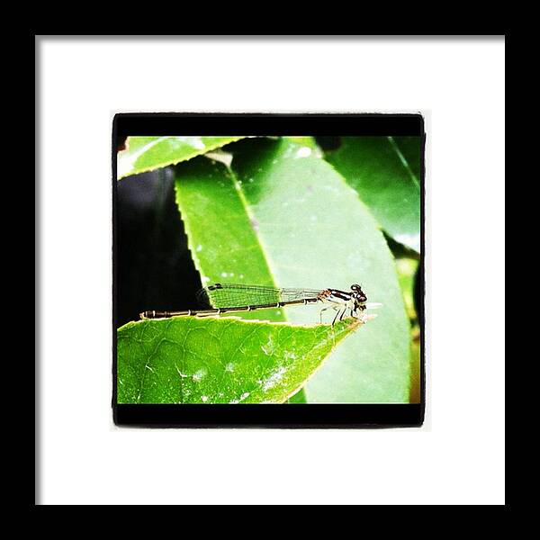  Framed Print featuring the photograph Dragonfly by Dana Coplin
