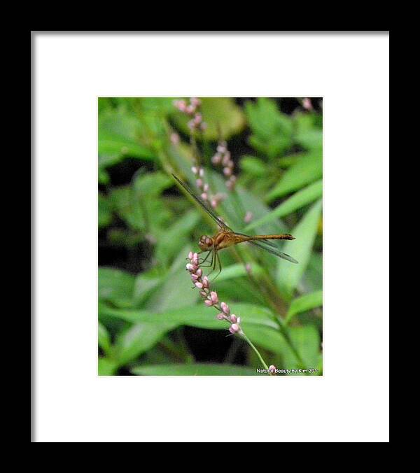 Dragonfly Framed Print featuring the photograph Dragonfly Gone Wild by Kim Galluzzo