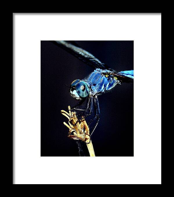 Dragonfly Framed Print featuring the photograph Dragonfly by Jim Painter