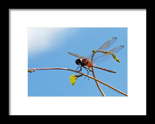Dragonfly Framed Print featuring the photograph Dragonfly on a Vine by Kay Lovingood