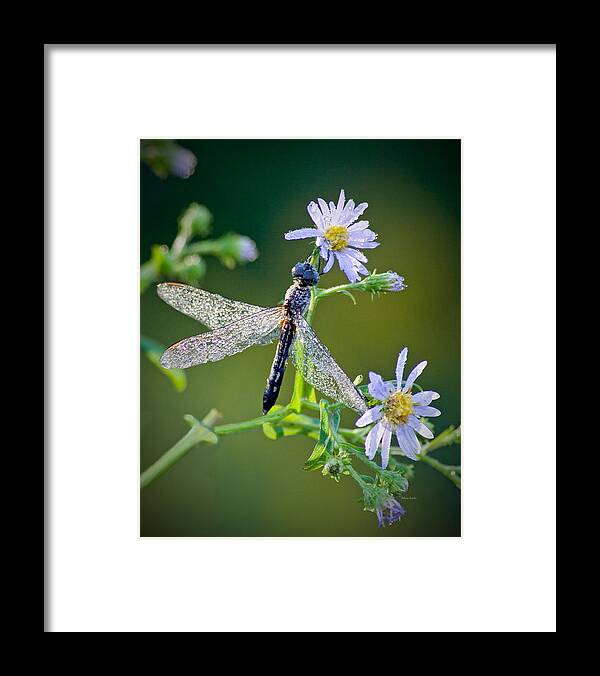 Dragonfly Framed Print featuring the photograph Dragonfly by Rebecca Samler