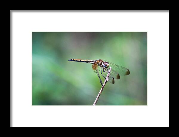 Solitary Framed Print featuring the photograph Dragonfly by SAURAVphoto Online Store
