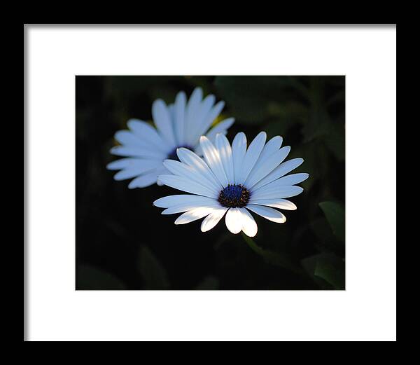 Blue Framed Print featuring the photograph Dramatic Daisies by Jai Johnson
