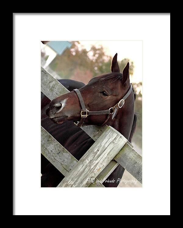 Pjq And Friends Photography Framed Print featuring the photograph 'Dreamcakes' by PJQandFriends Photography