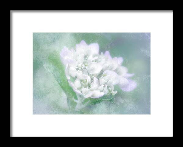 Hydrangea Framed Print featuring the photograph Dreaming Floral by Brenda Bryant