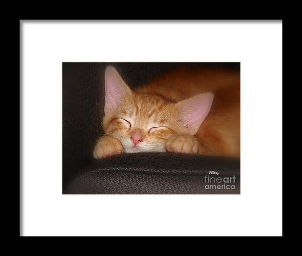 Cat Framed Print featuring the photograph Dreaming Kitten by Patrick Witz