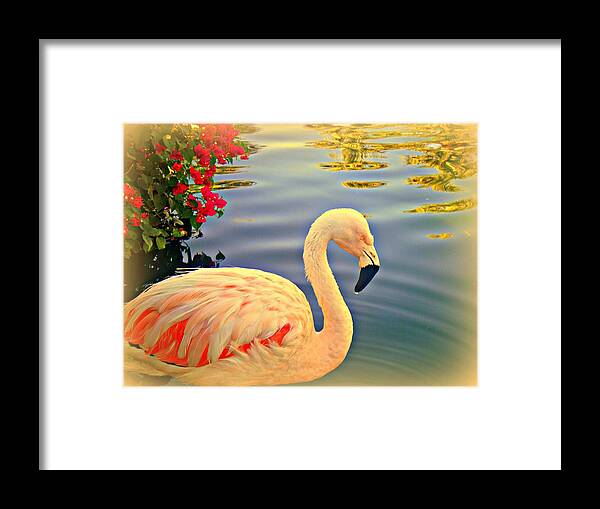Flamingos Framed Print featuring the photograph Dreamy Flamingo by Kevin Moore