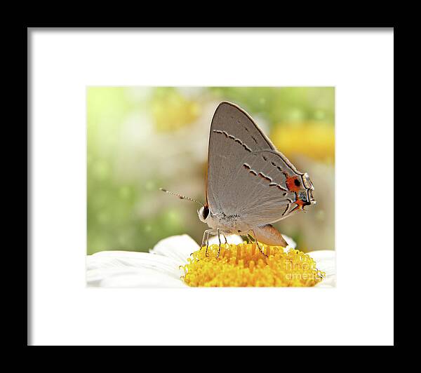 Bloom Framed Print featuring the photograph Dreamy Hairstreak Butterfly by Sari ONeal