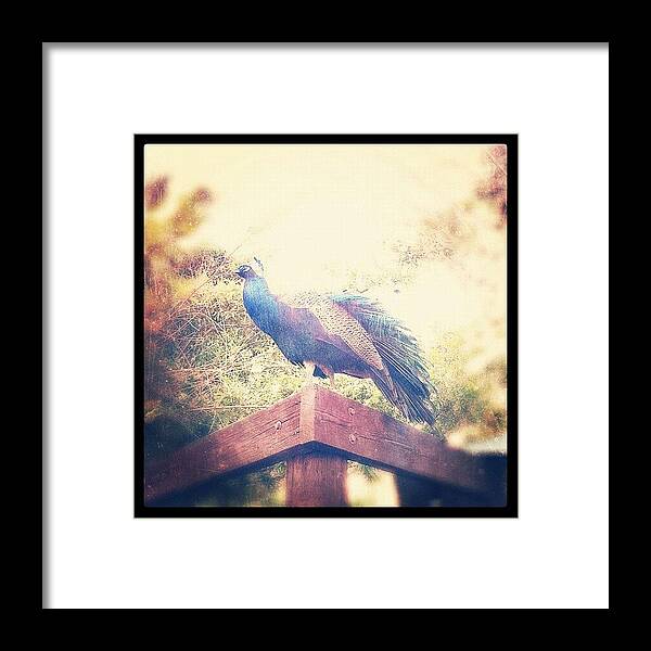 Blue Framed Print featuring the photograph Dreamy by Rachel Boyer 