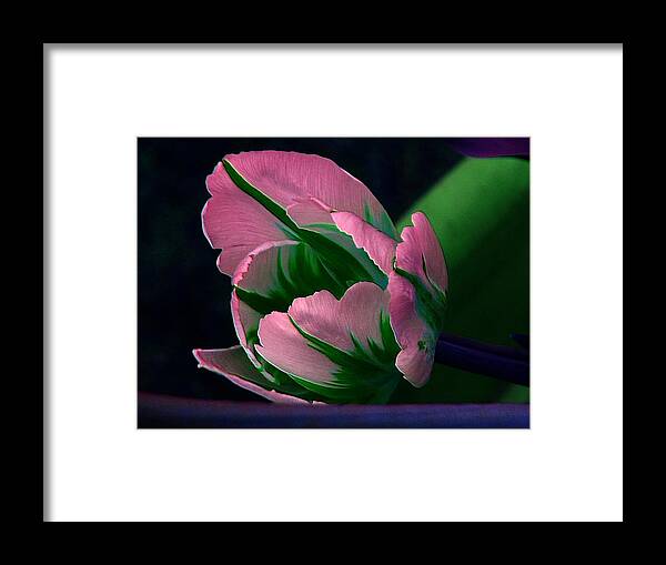 Tulip Framed Print featuring the photograph Dressed by Elfriede Fulda