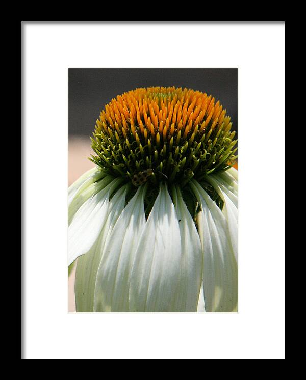Floral Framed Print featuring the photograph Droopy Coneflower Daisy with Bug by Donna Corless
