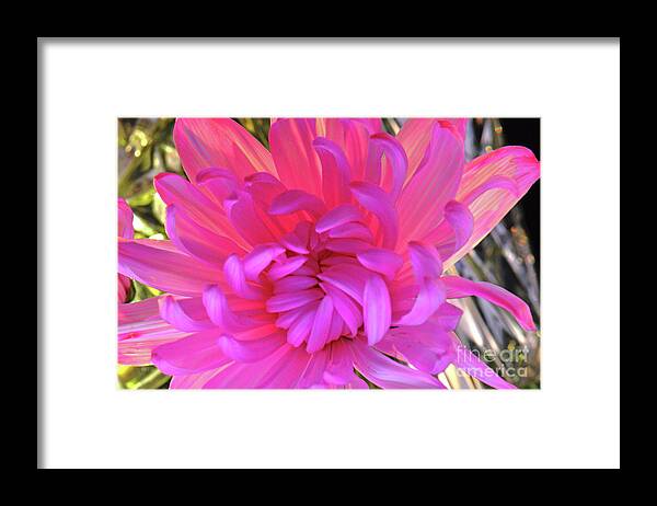 Pink Framed Print featuring the photograph Drop Dead Gorgeous.... by Tanya Tanski