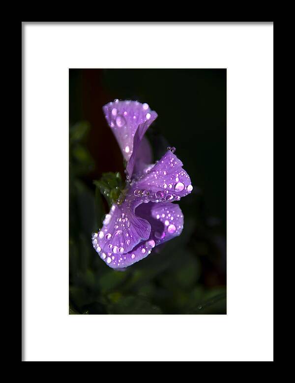 Anniversary Framed Print featuring the photograph Drops of Rain by Svetlana Sewell