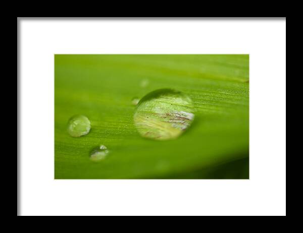 Rain Drop Framed Print featuring the photograph Drops of spring by Josef Pittner