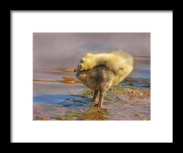 Goslings Framed Print featuring the photograph Drying Off by Pat Abbott