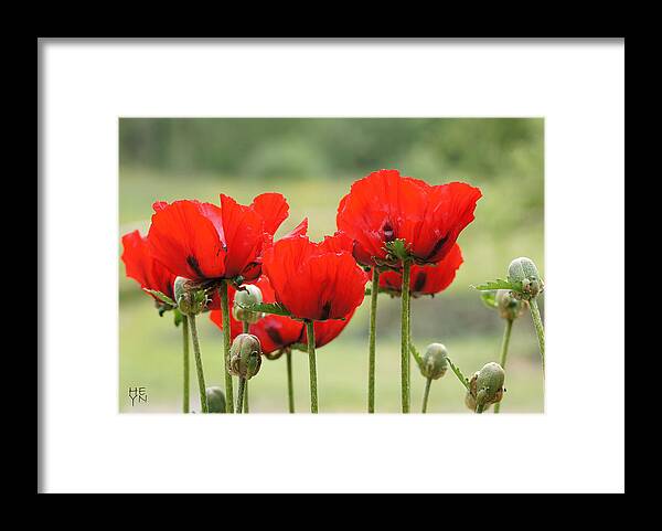 Sunlight Framed Print featuring the photograph DSC03880 - Group Poppies by Shirley Heyn