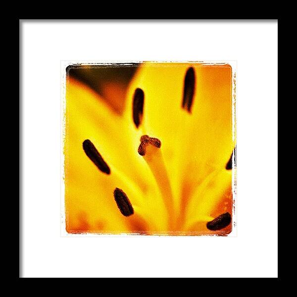 Macro Framed Print featuring the photograph Dslr Macro Manipulation 1 by Dave Edens