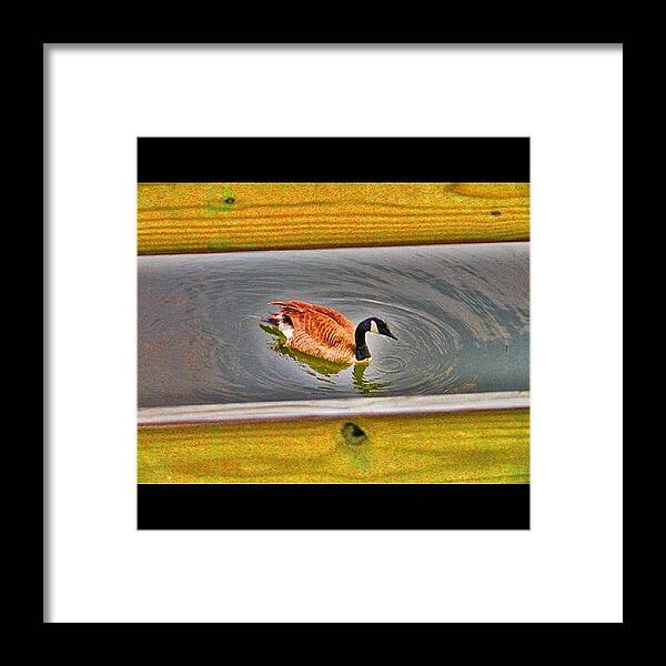  Framed Print featuring the photograph Duck On Canal by Bill Cannon