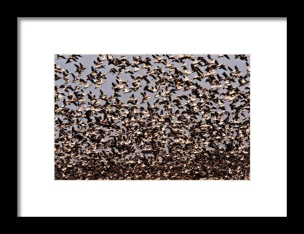 Squaw Creek National Wildlife Refuge Framed Print featuring the photograph Duck Wall by Ed Peterson