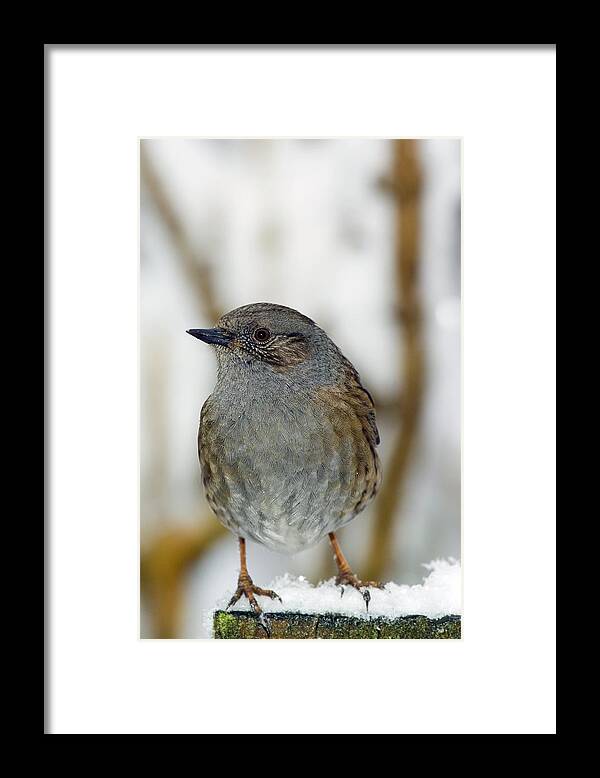Dunnock Framed Print featuring the photograph Dunnock Perched On A Garden Fence by Duncan Shaw