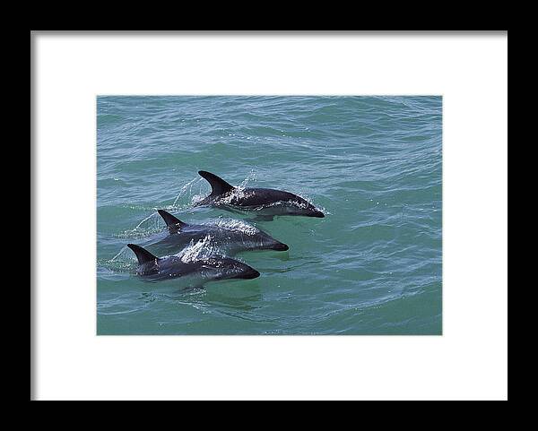 00087240 Framed Print featuring the photograph Dusky Dolphin Trio Surfacing Kaikoura by Flip Nicklin