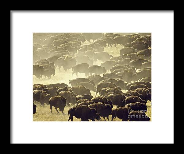 buffalo Roundup Framed Print featuring the photograph Dust and Hooves by Kate Purdy