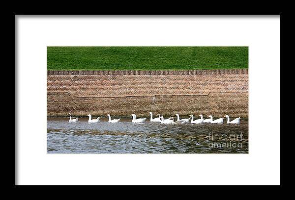 Geese Framed Print featuring the photograph Dutch Geese Flotilla by Carol Groenen