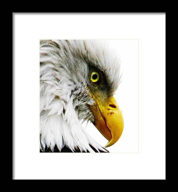 Bald Eagle Framed Print featuring the digital art Eagle Eye by Carrie OBrien Sibley