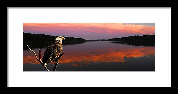 Domain Framed Print featuring the photograph Eagle overlooking domain by Randall Branham