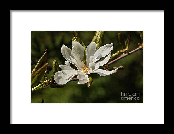 Magnolia Stellata Framed Print featuring the photograph Easter Star by Byron Varvarigos
