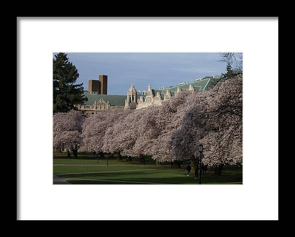 Cherry Blossoms Framed Print featuring the photograph Easter Sunday by Jerry Cahill