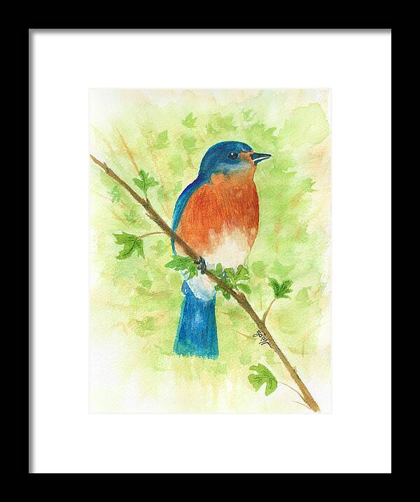Birds Framed Print featuring the painting Eastern Bluebird by Elise Boam