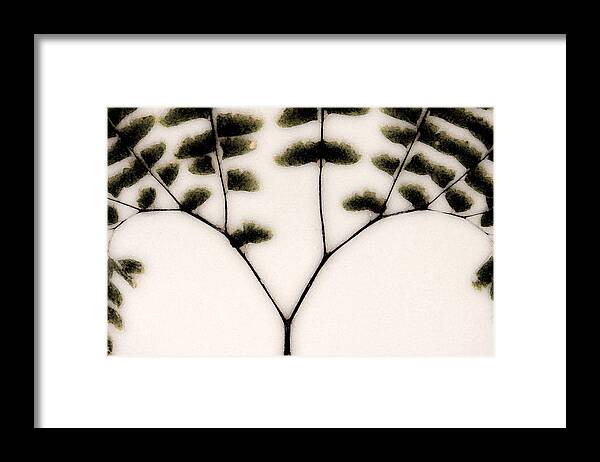 Dried Ferns Framed Print featuring the mixed media Eastern Influence Fern by Marie Jamieson