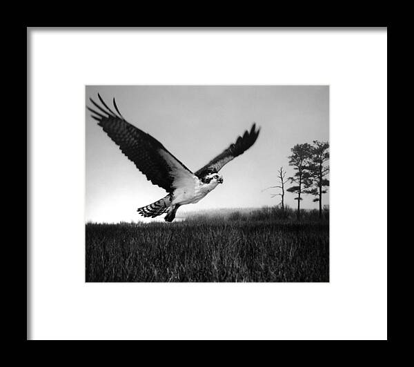 Md Framed Print featuring the photograph Eastern Neck Marsh Osprey by Skip Willits