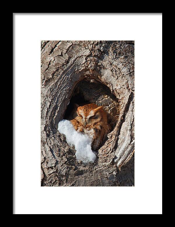 Barred Owl Framed Print featuring the photograph Eastern Screech Owl by Dale J Martin