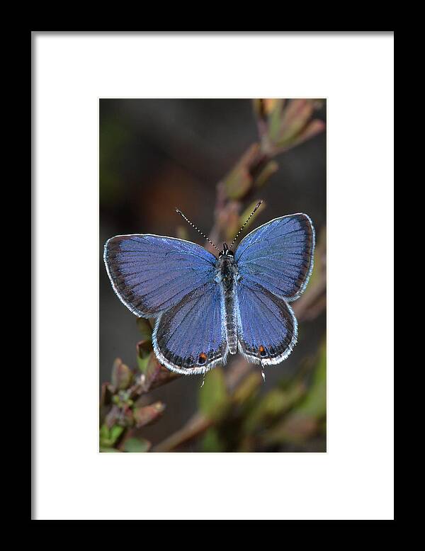 Eastern Tailed Blue Framed Print featuring the photograph Eastern Tailed Blue Butterfly by Daniel Reed