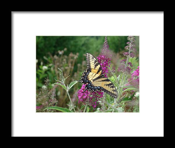 Eastern Tiger Swallowtail Framed Print featuring the photograph Eastern Tiger Swallowtail by Richard Reeve