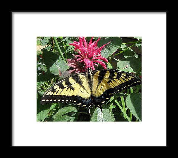Butterfly Framed Print featuring the photograph Eastern Yellowtail Butterfly by Kim Galluzzo