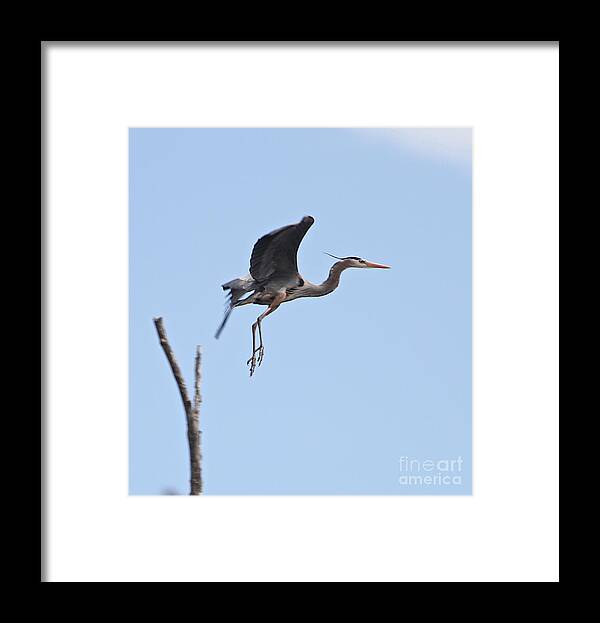 Blue Heron Framed Print featuring the photograph EASY GLIDER two by Robert Pearson