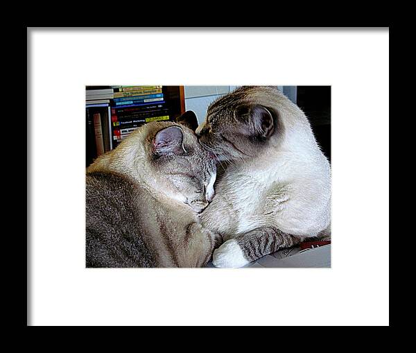 Cats Framed Print featuring the photograph Easy Like Sunday by Lou Belcher