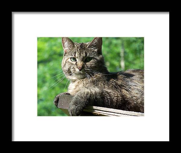 Cat Framed Print featuring the photograph Echoe 3 by Kim Galluzzo