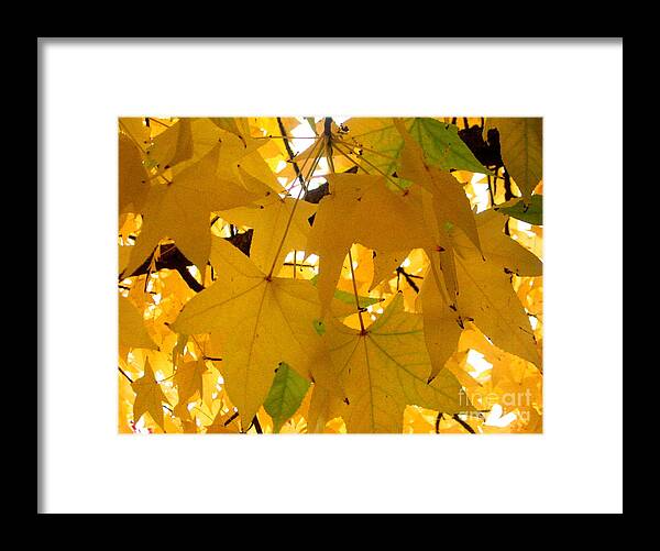 Serenity Scenes Photography Landscape Scenic Pacific Northwest Stream Forest Woods Trees River Rocks Shasta Eone Oregon Water Green Nature Union Creek Fall Colored Autumn Leaves Framed Print featuring the painting EFx.13 by Shasta Eone