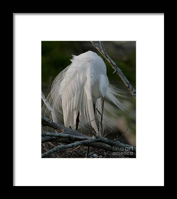 Egret Photography Framed Print featuring the photograph Egret - Mother and Eggs by Luana K Perez
