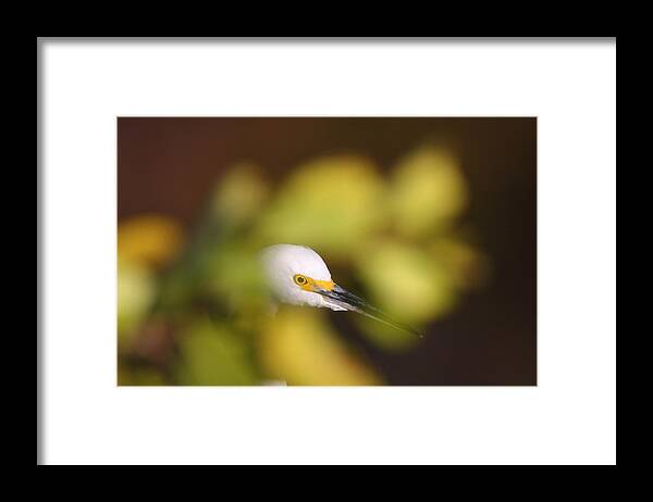 Egret Framed Print featuring the photograph Egret Abstract by Bruce J Robinson