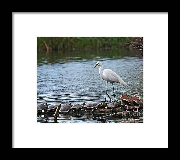 Great Egret Photograph Framed Print featuring the photograph Egret Bird - Supporting Friends by Luana K Perez