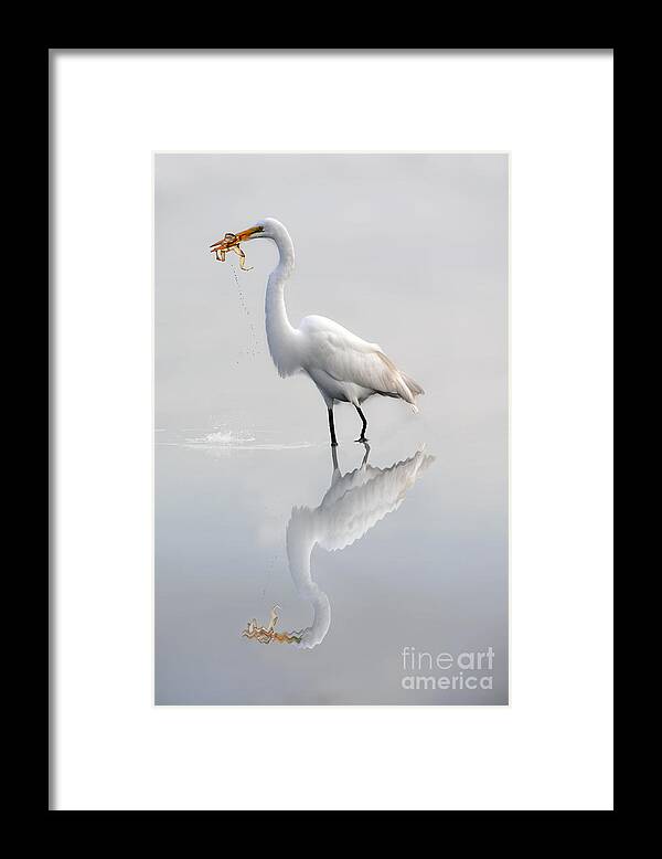 Egret Framed Print featuring the photograph Egret eating lunch by Dan Friend